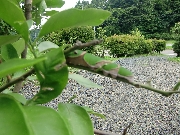 クリックすると拡大します。