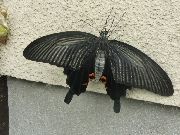 クリックすると拡大します