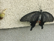 クリックすると拡大します