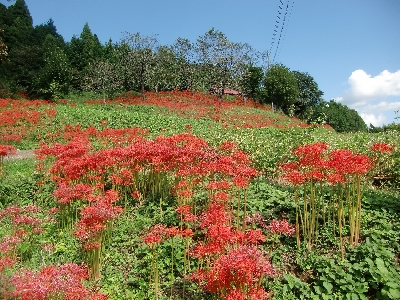 彼岸花 034.JPG