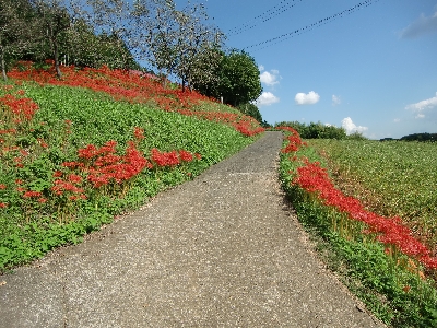 彼岸花 035.JPG